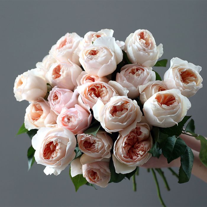 Пионовидные розы ДЖУЛЬЕТТА 25шт. ― Amourflowers